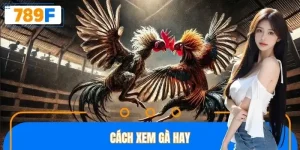 Cách xem gà hay
