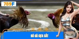 Đá gà cựa sắt