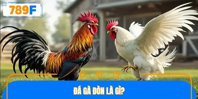Đá gà đòn là gì?