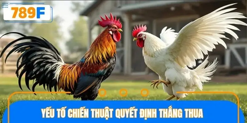 Lưu ý những chiến thuật đỉnh cao trong sới đấu
