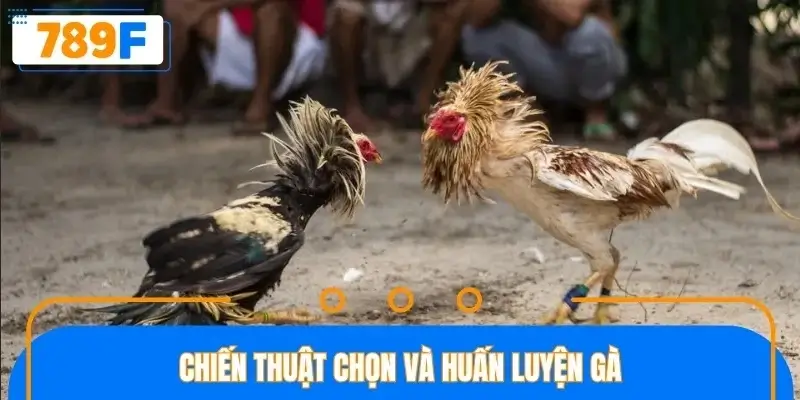 Những chiến thuật hay để chọn được gà chiến tiềm năng