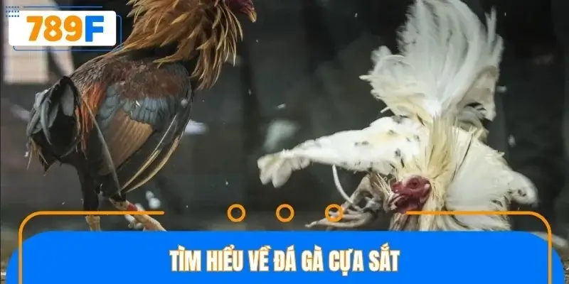 Sơ lược một số thông tin về đá gà cựa sắt