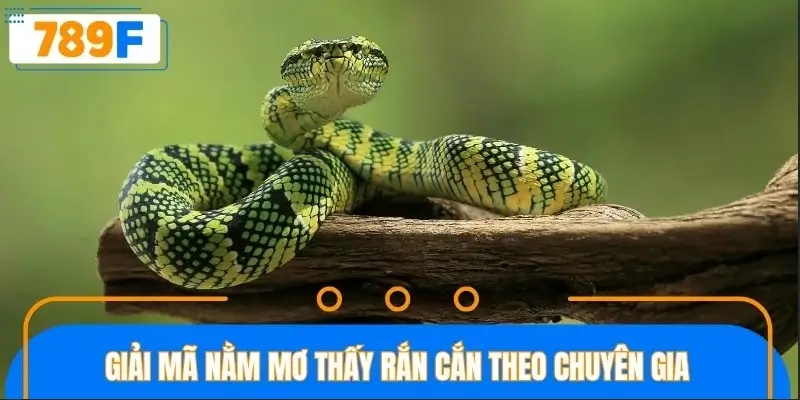 Giải mã nằm mơ bị rắn cắn theo chuyên gia