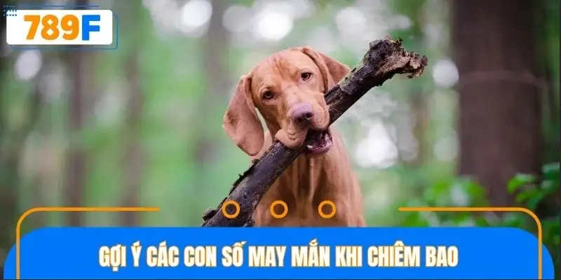 Gợi ý các con số may mắn khi chiêm bao