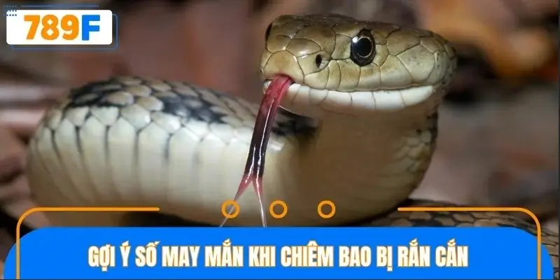 Gợi ý số may mắn khi nằm mơ bị rắn cắn