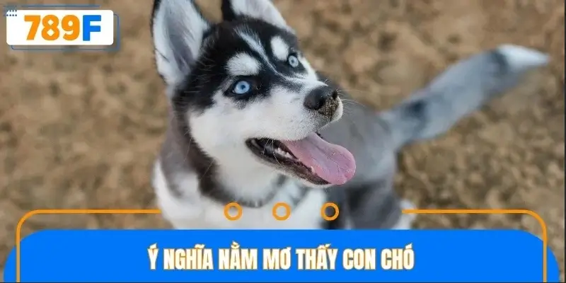 Ý nghĩa nằm mơ thấy con chó